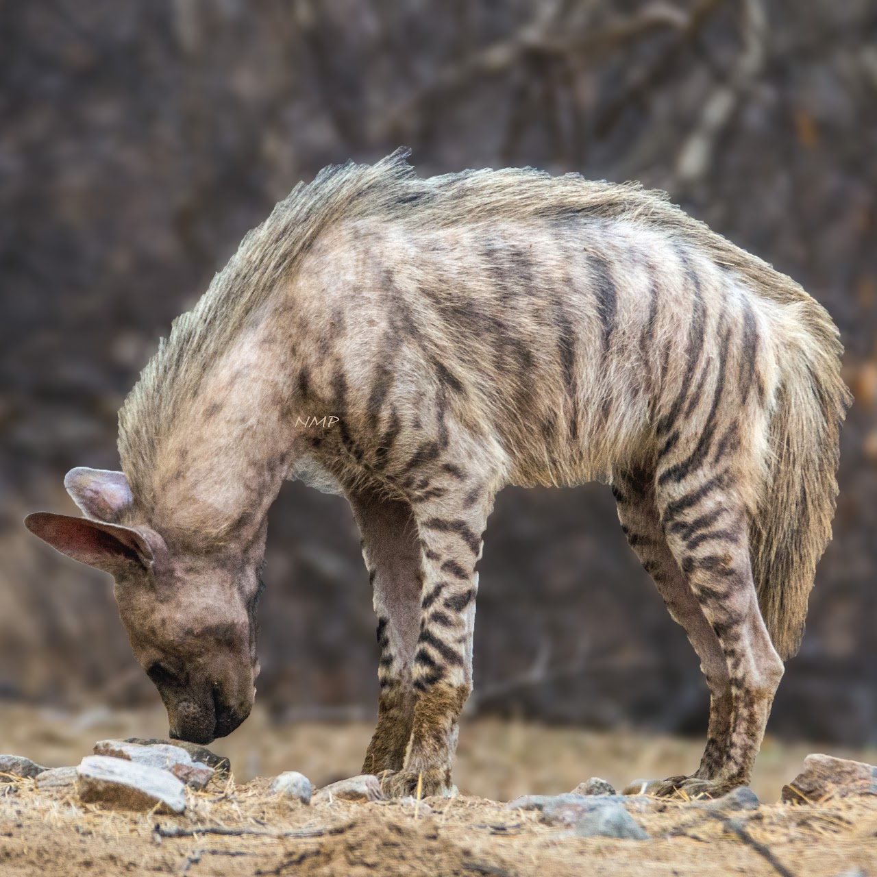 Striped hyena 